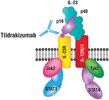 Frontiers A Review Of The Efficacy And Safety For Biologic Agents Targeting Il 23 In Treating Psoriasis With The Focus On Tildrakizumab Medicine