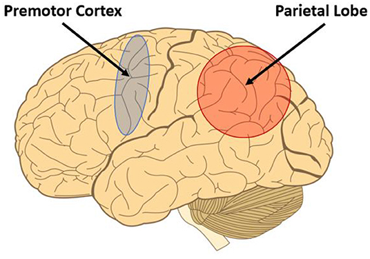Figure 1 - Locations of brain areas that are activated during both action observation and performance of movements.