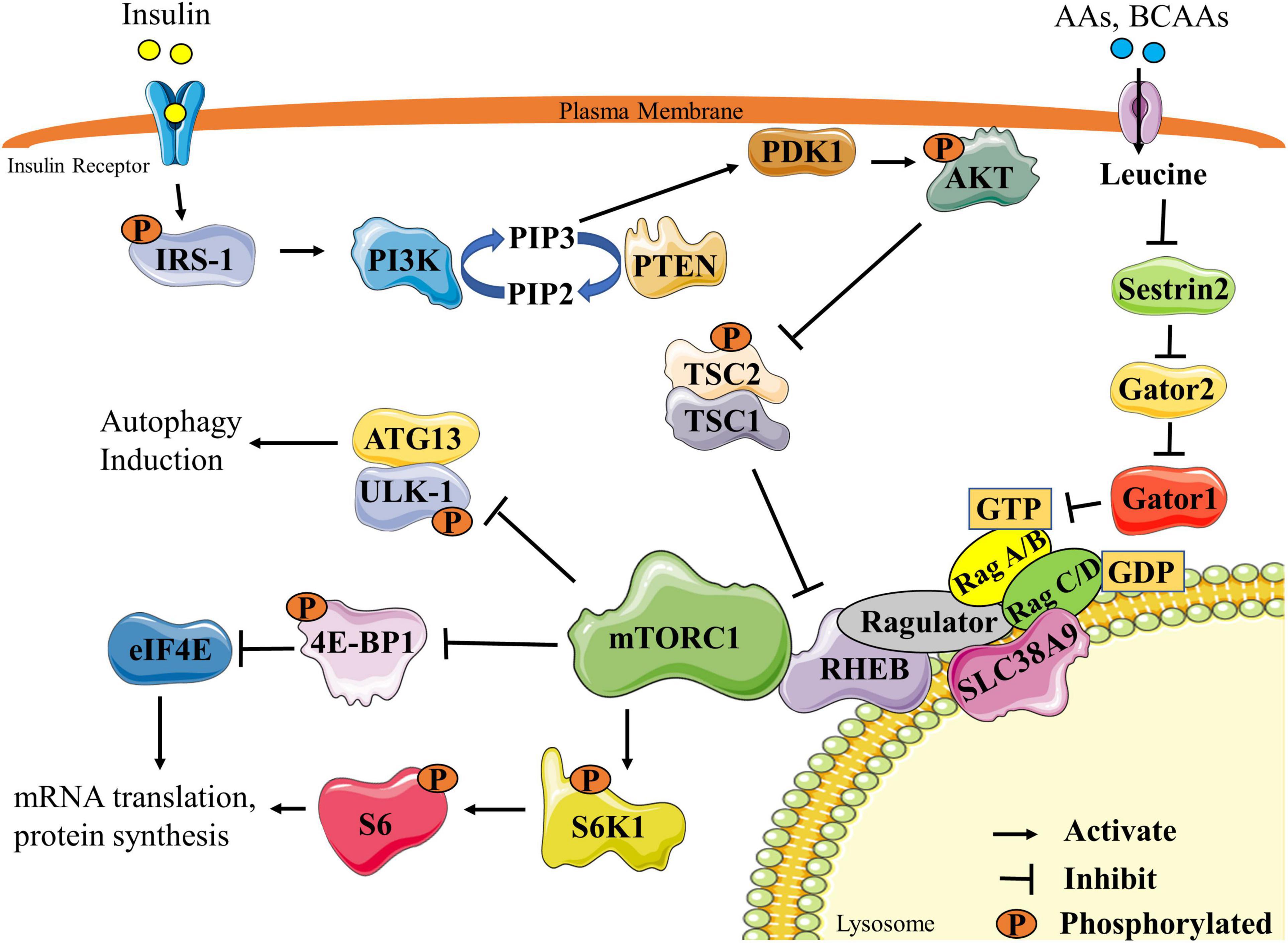 BCAA and muscle inflammation