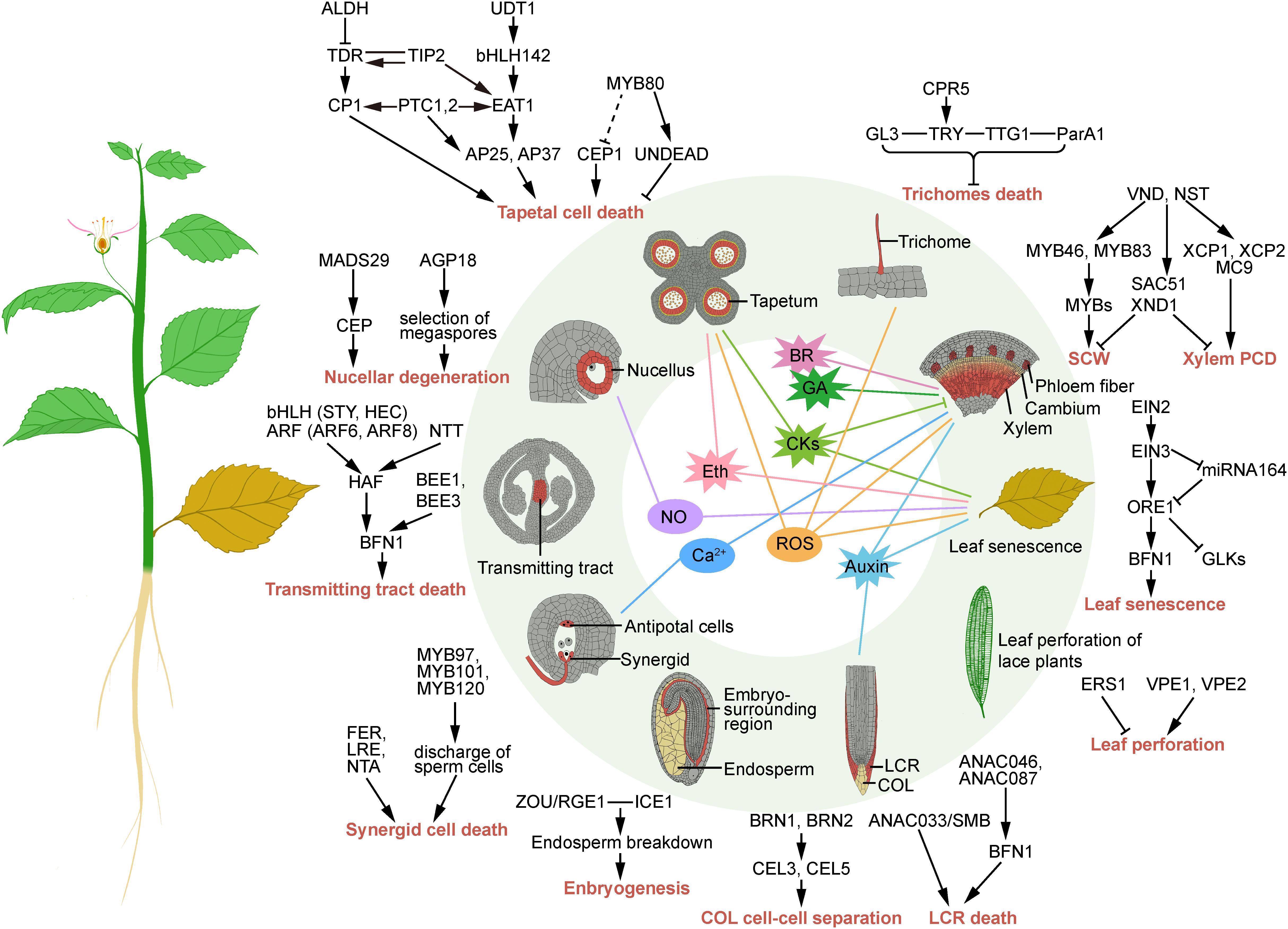 Frontiers | Transcriptional Regulation and Signaling of Developmental ...