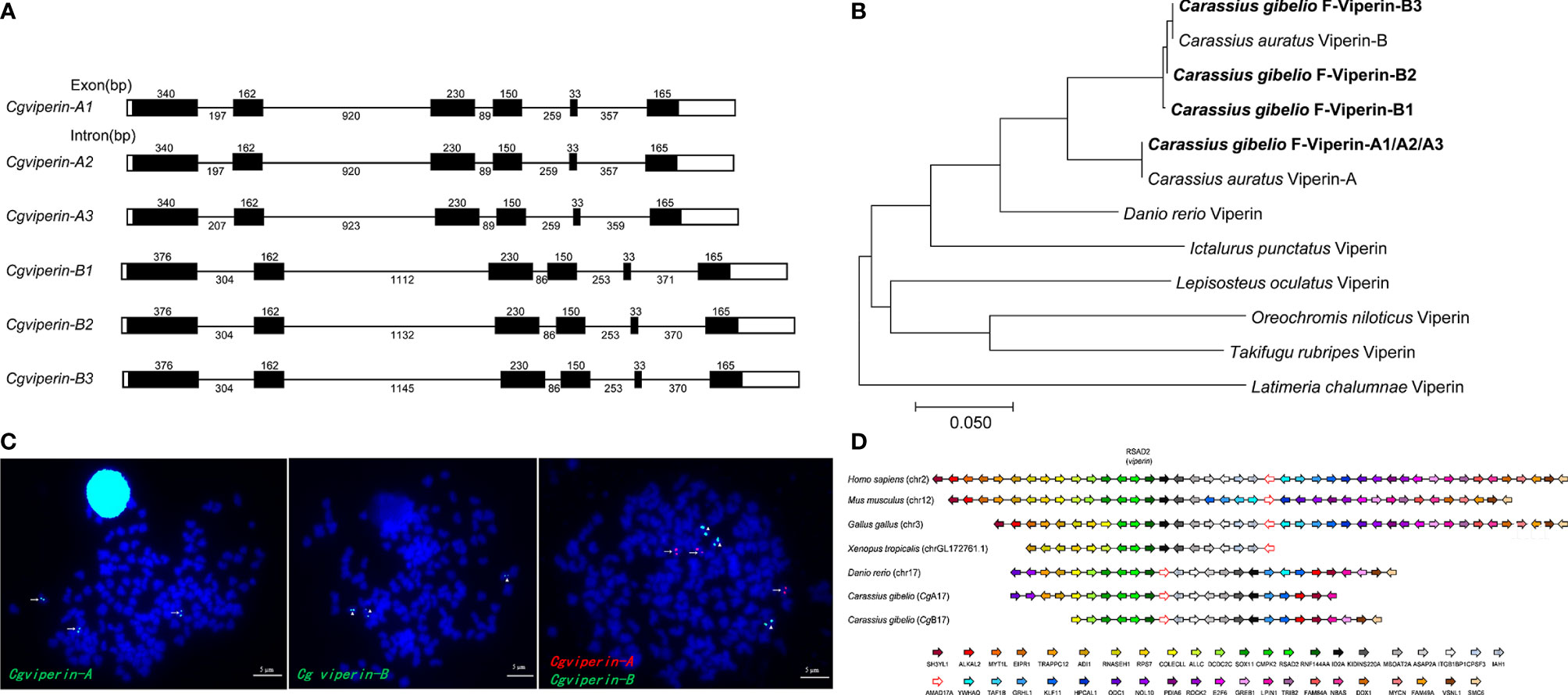 Frontiers | Divergent Antiviral Mechanisms of Two Viperin Homeologs in a  Recurrent Polyploid Fish
