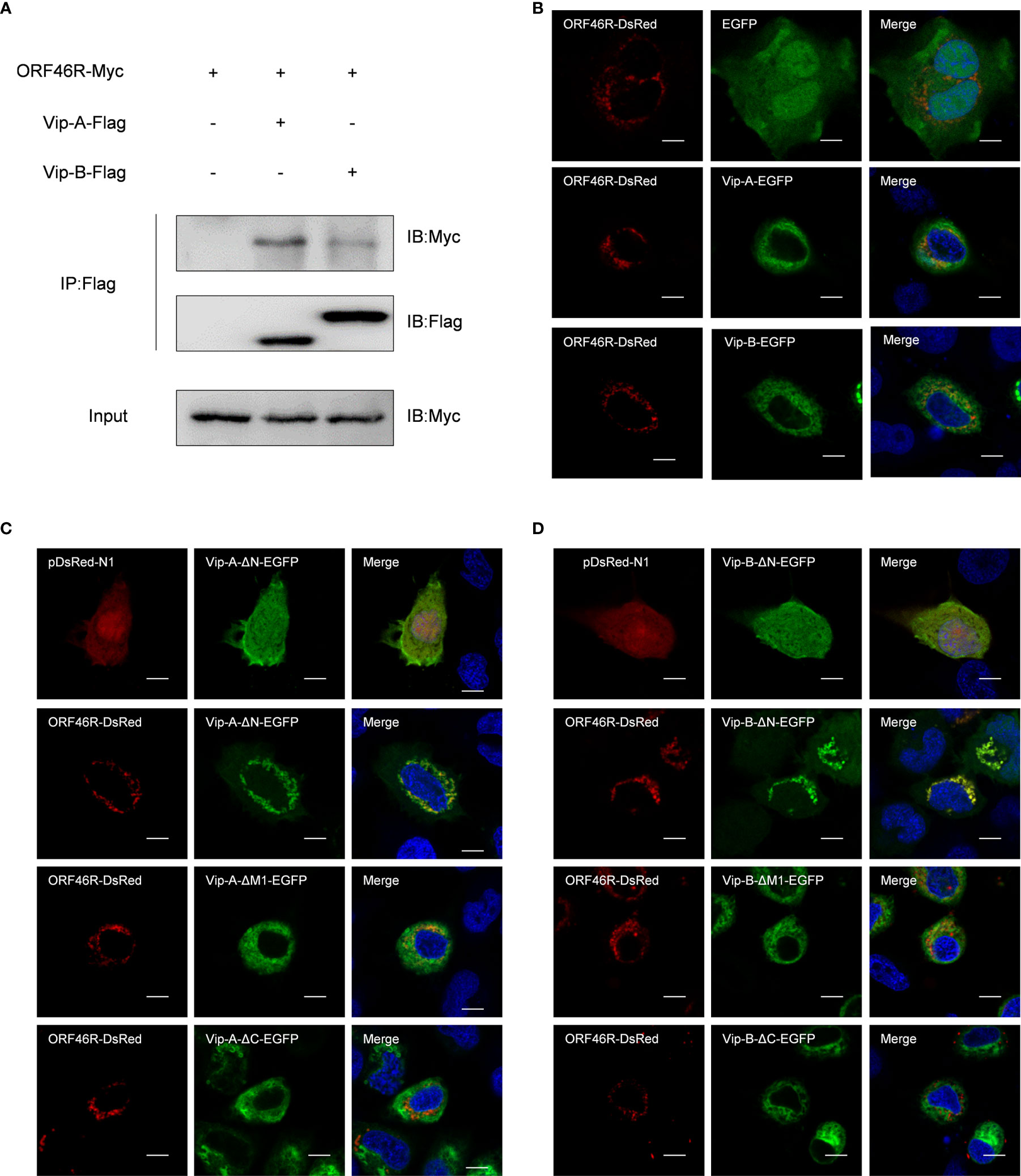 Frontiers | Divergent Antiviral Mechanisms of Two Viperin Homeologs in a  Recurrent Polyploid Fish