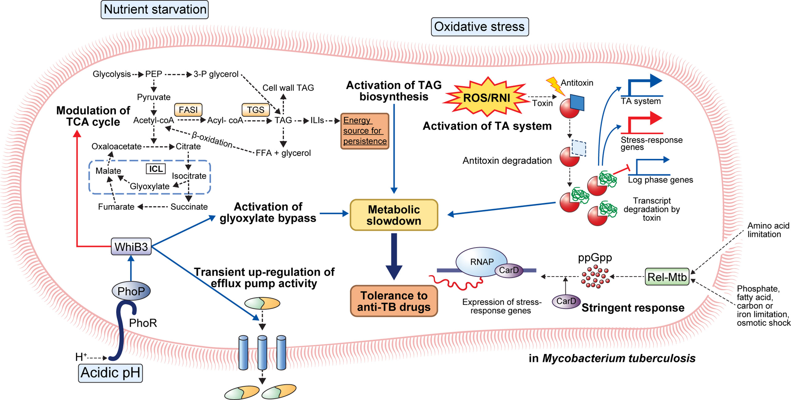 Cocaine use can make otherwise resistant immune cells susceptible