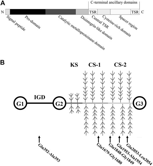 A Highly Selective Hydantoin Inhibitor of Aggrecanase-1 and Aggrecanase-2  with a Low Projected Human Dose