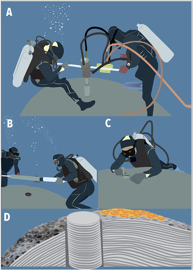 Figure 3 - (A) Scientists dive down to an old massive coral, to take a sample.