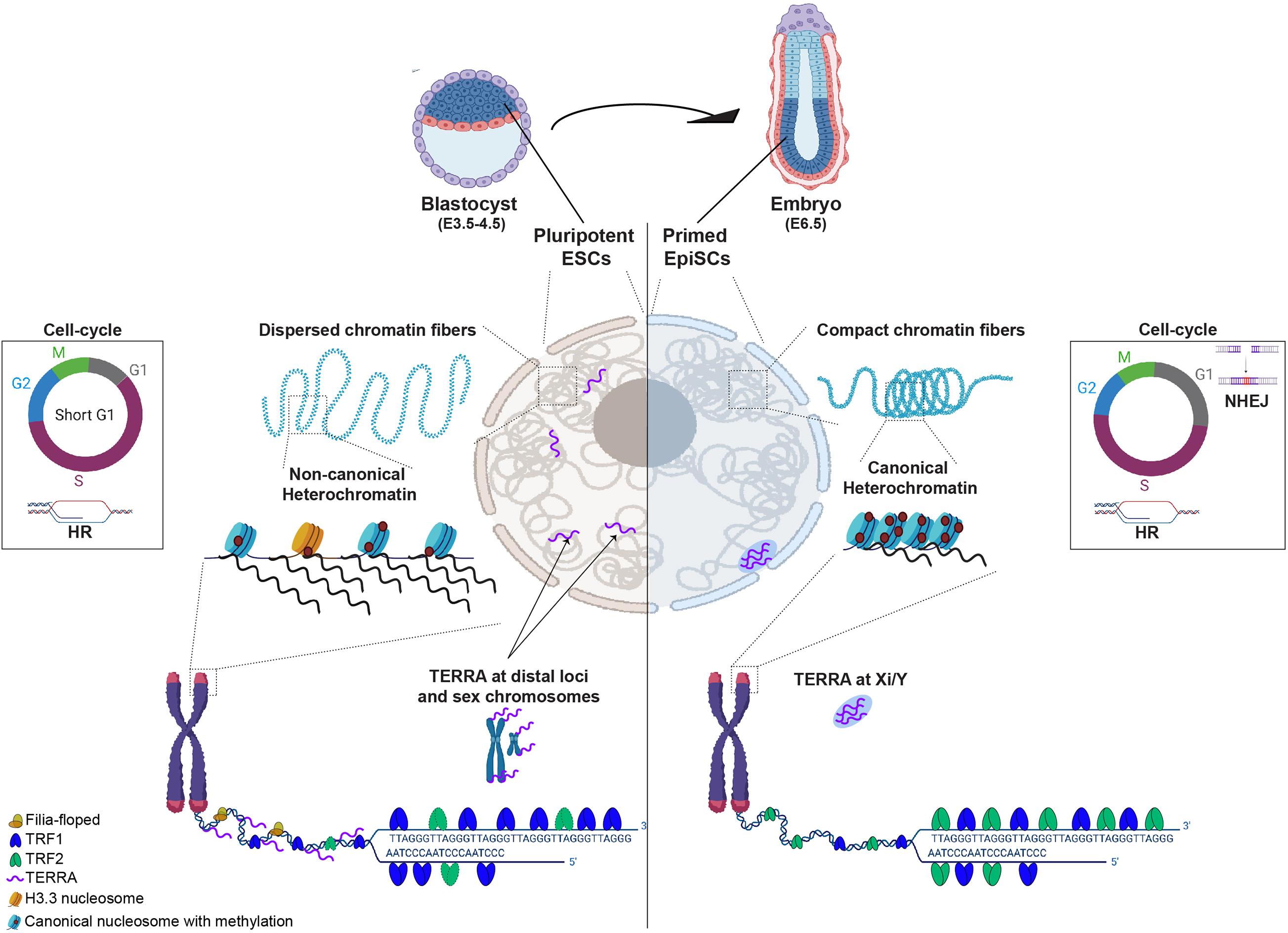 UNSW on X: Eventually, the telomere is too short – the cell stops dividing  and either destroys itself or becomes inactive. As we age, many of our  cells reach this stage, so