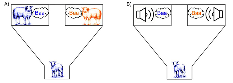 Figure 1 - A two-choice behavioral test in which lambs hear two bleats coming from different locations and can show preference for one of the bleats by walking toward it and staying near it.