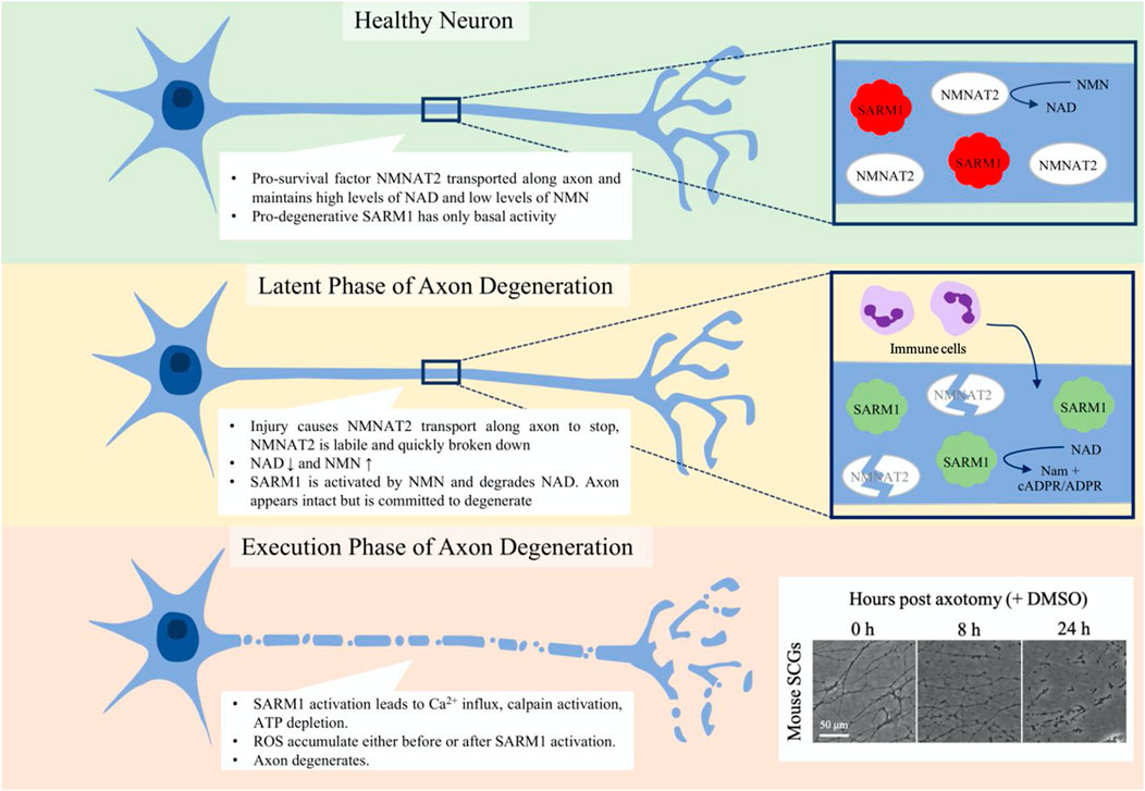 Frontiers  A Novel NAD Signaling Mechanism in Axon Degeneration