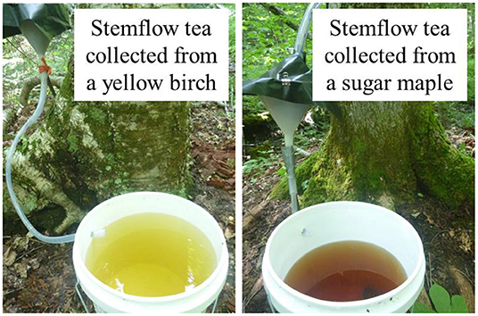 Figure 1 - Different trees make different teas.