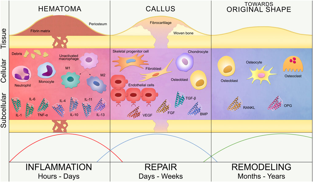 Frontiers Towards silico of the Inflammatory Response in Fracture Healing