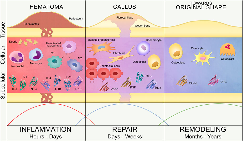 Bone Growth Stimulation: What The Evidence Reveals