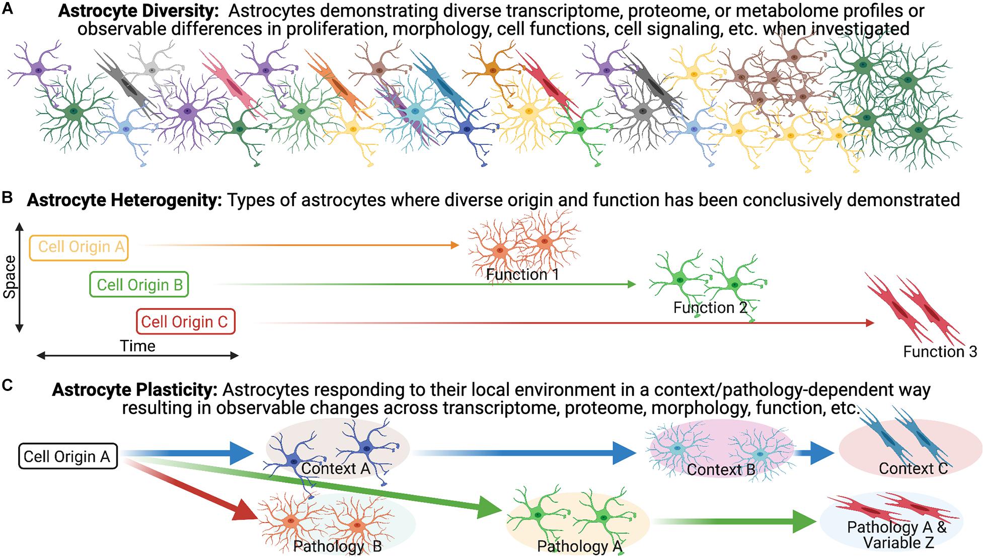 Frontiers  Diversity of Reactive Astrogliosis in CNS Pathology:  Heterogeneity or Plasticity?