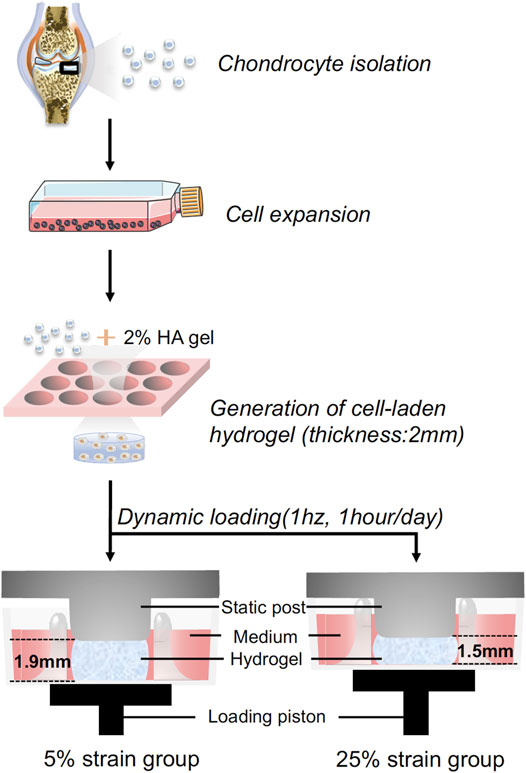 PDF) Excessive mechanical loading promotes osteoarthritis through