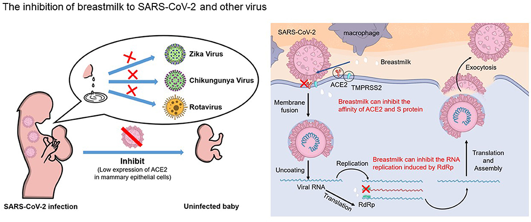 Can Voriconazole cause harm to a breastfed infant? Can Voriconazole cause harm to a breastfed infant?