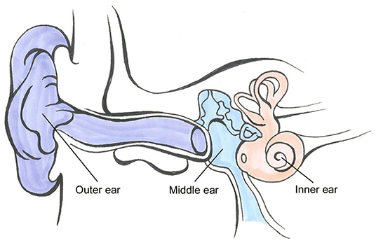 Figure 1 - The hearing pathway.