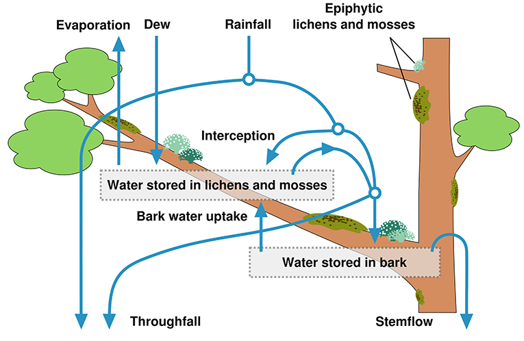 Figure 2 - Part of the water cycle in a forest.
