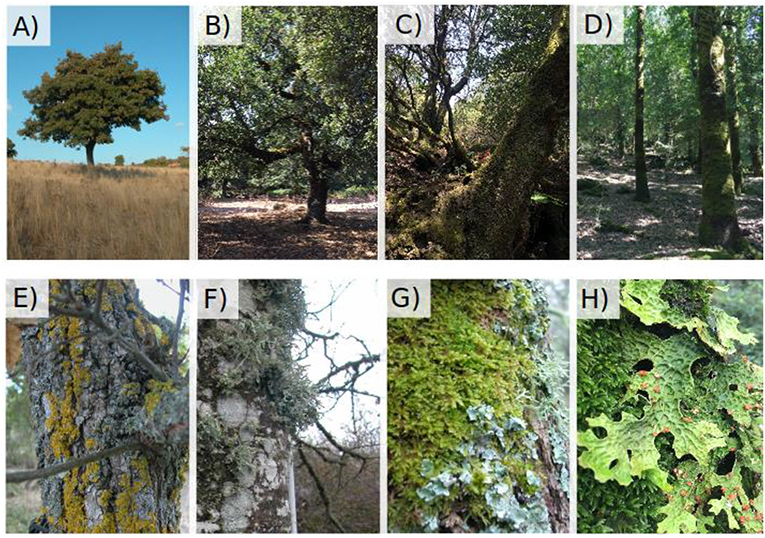 Figure 3 - Many types of mosses and lichens can be found in the forests of Sardinia, and the types growing in an area often depend on how dense the forest is.