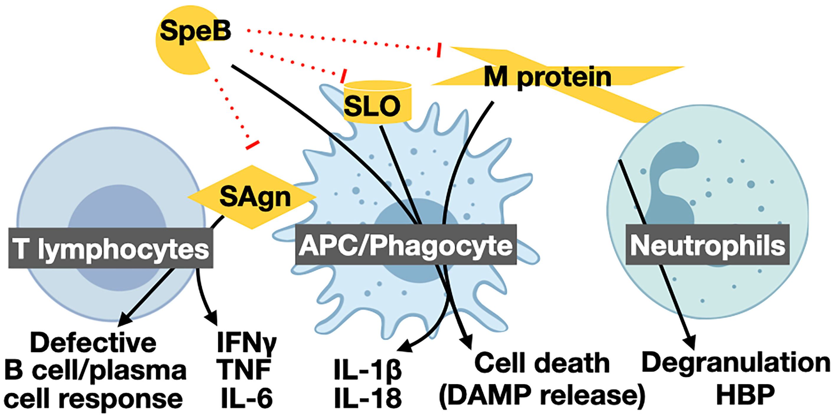 Frontiers  Playing With Fire: Proinflammatory Virulence Mechanisms of Group  A Streptococcus