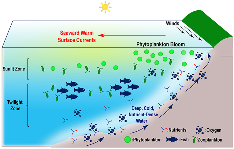 Figure 1 - Upwelling is the process by which warm surface water in the upper, sunlit region of the ocean is replaced by deeper, colder, nutrient-rich water from the deeper regions (twilight zone).