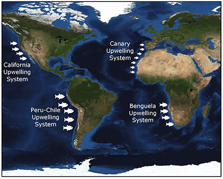 Figure 2 - Locations of the four main EBUS.