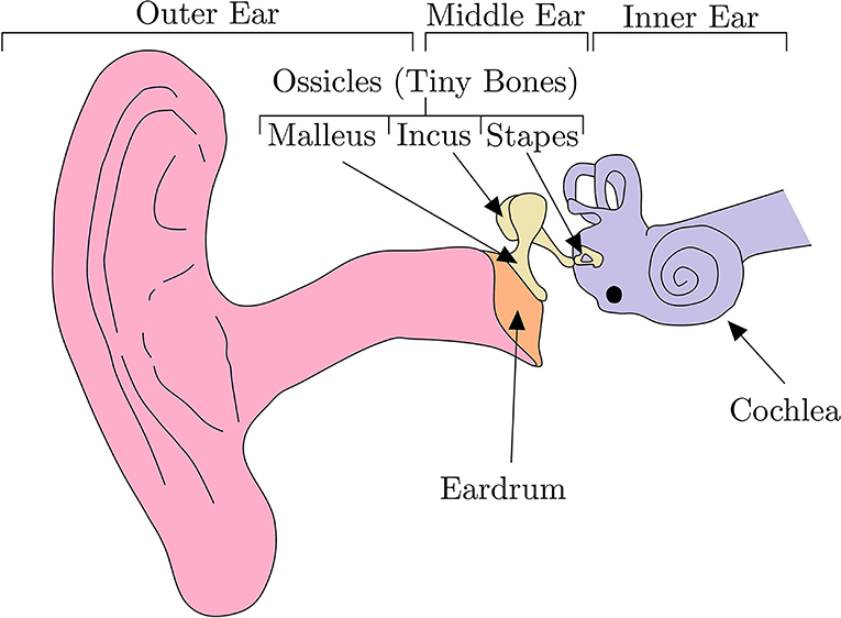 Figure 1 - Structure of the human ear.
