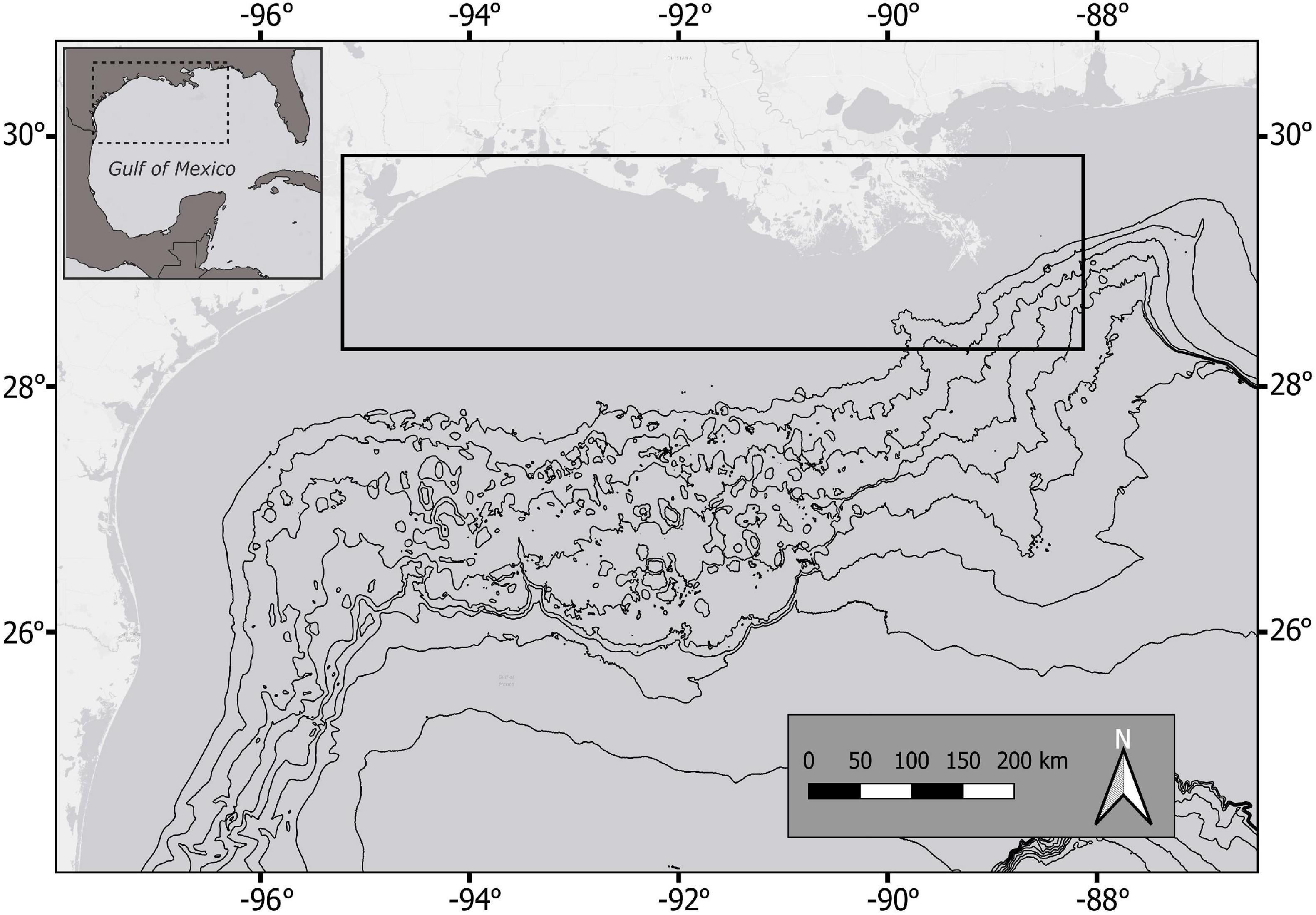 Red muscle (RM) distribution patterns in five shark species. Sharks