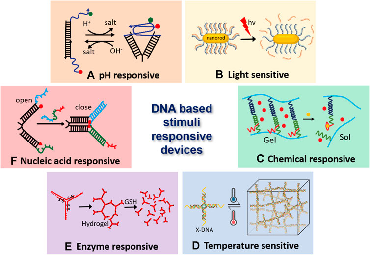 Nano-Assemblies from J-Aggregated Dyes: A Stimuli-Responsive Tool  Applicable To Living Systems