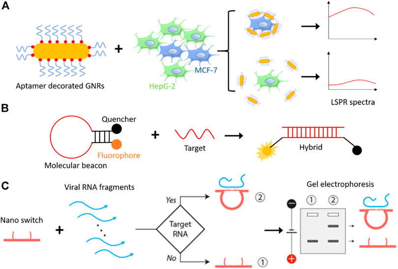 Nano-Assemblies from J-Aggregated Dyes: A Stimuli-Responsive Tool  Applicable To Living Systems