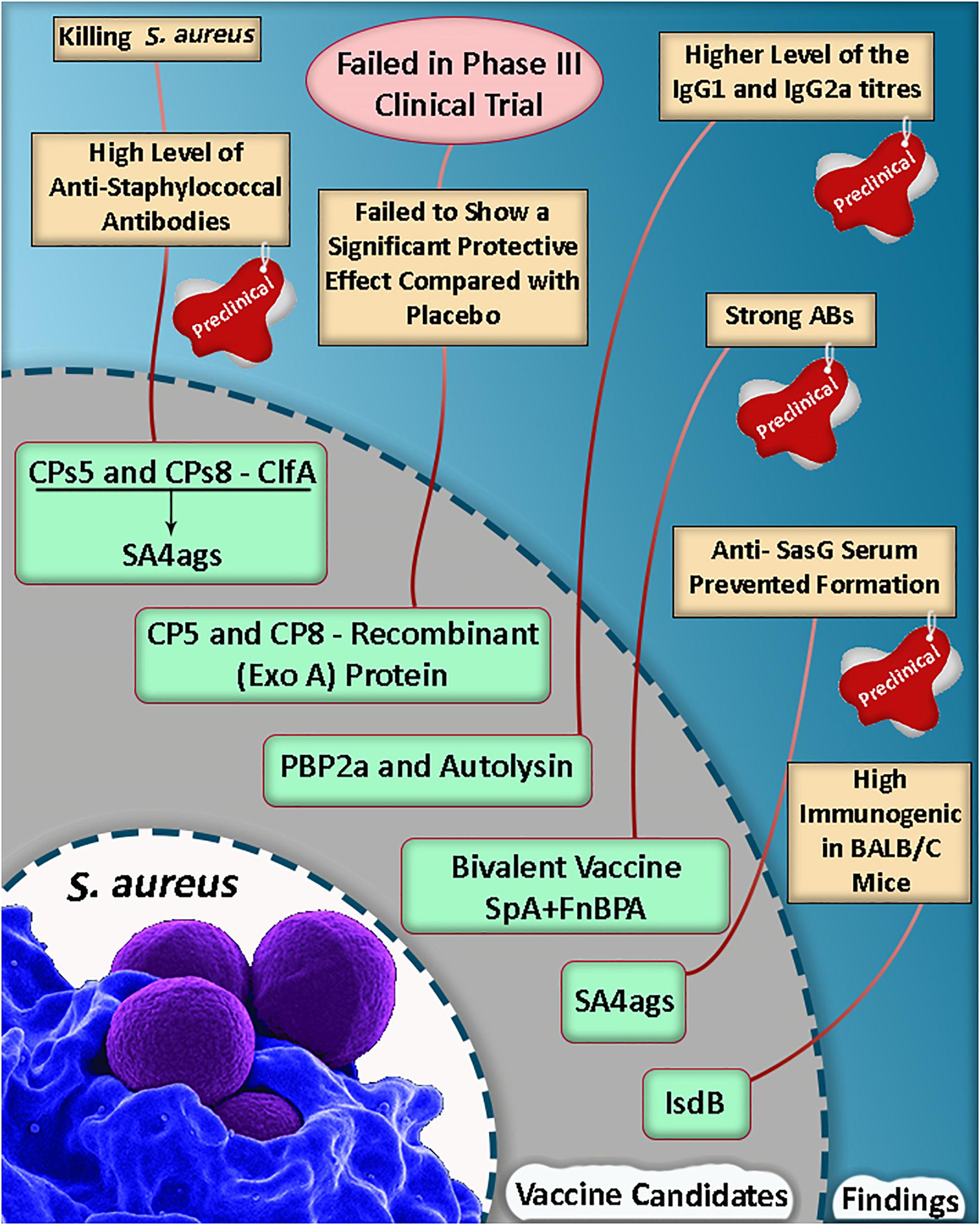 Frontiers  Selective Host Cell Death by Staphylococcus aureus: A Strategy  for Bacterial Persistence