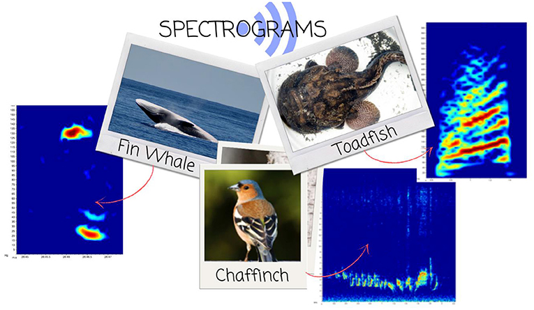 Figure 2 - Fin whale, toadfish, and chaffinch photos and their spectrograms.