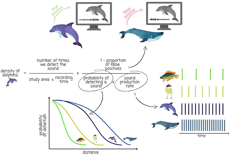 Figure 3 - Estimating dolphin density by counting their sounds.