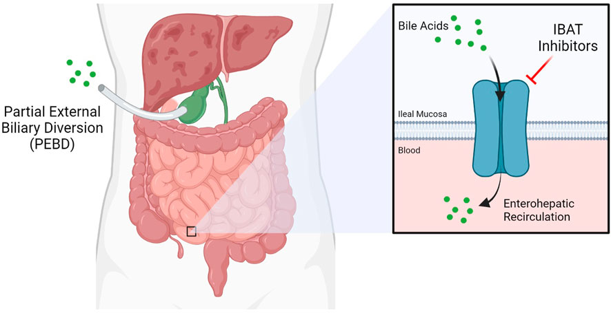 P includes. ADP inhibitor (includes p2y12). Biliary bile acids. Bile acid Factors.