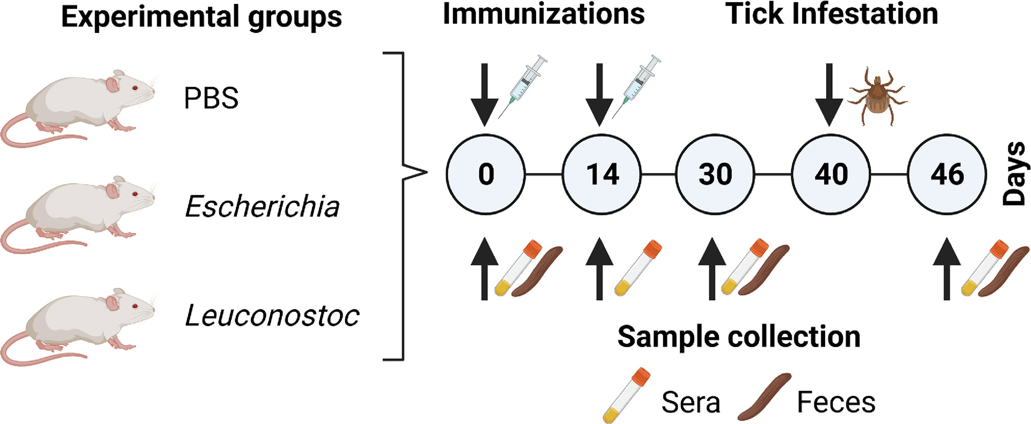 Frontiers | Anti-Microbiota Vaccines Modulate the Tick Microbiome 