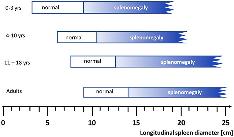 Spleen Normal Size