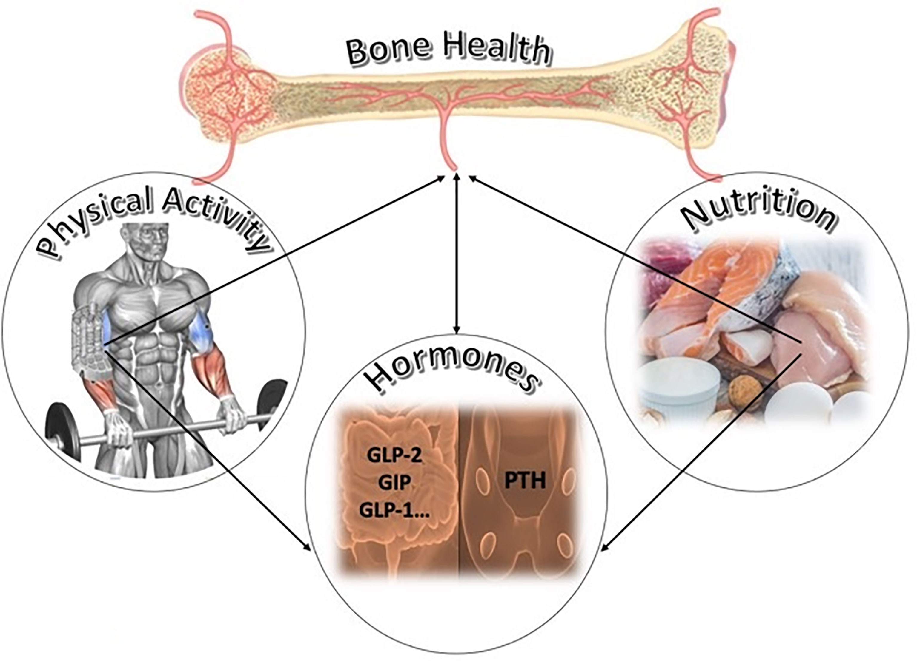 Bone health and weight management