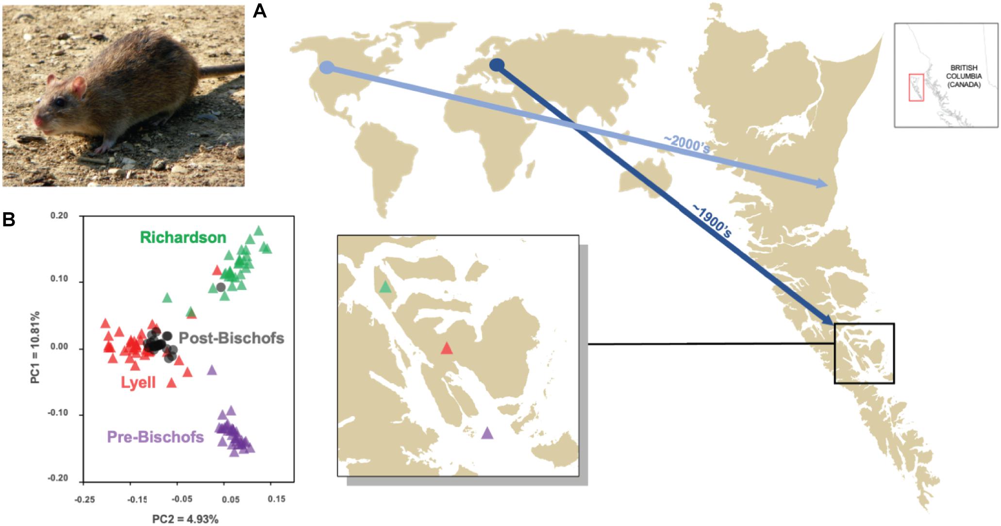 Frontiers The Promise Of Genetics And Genomics For Improving Invasive Mammal Management On Islands Ecology And Evolution