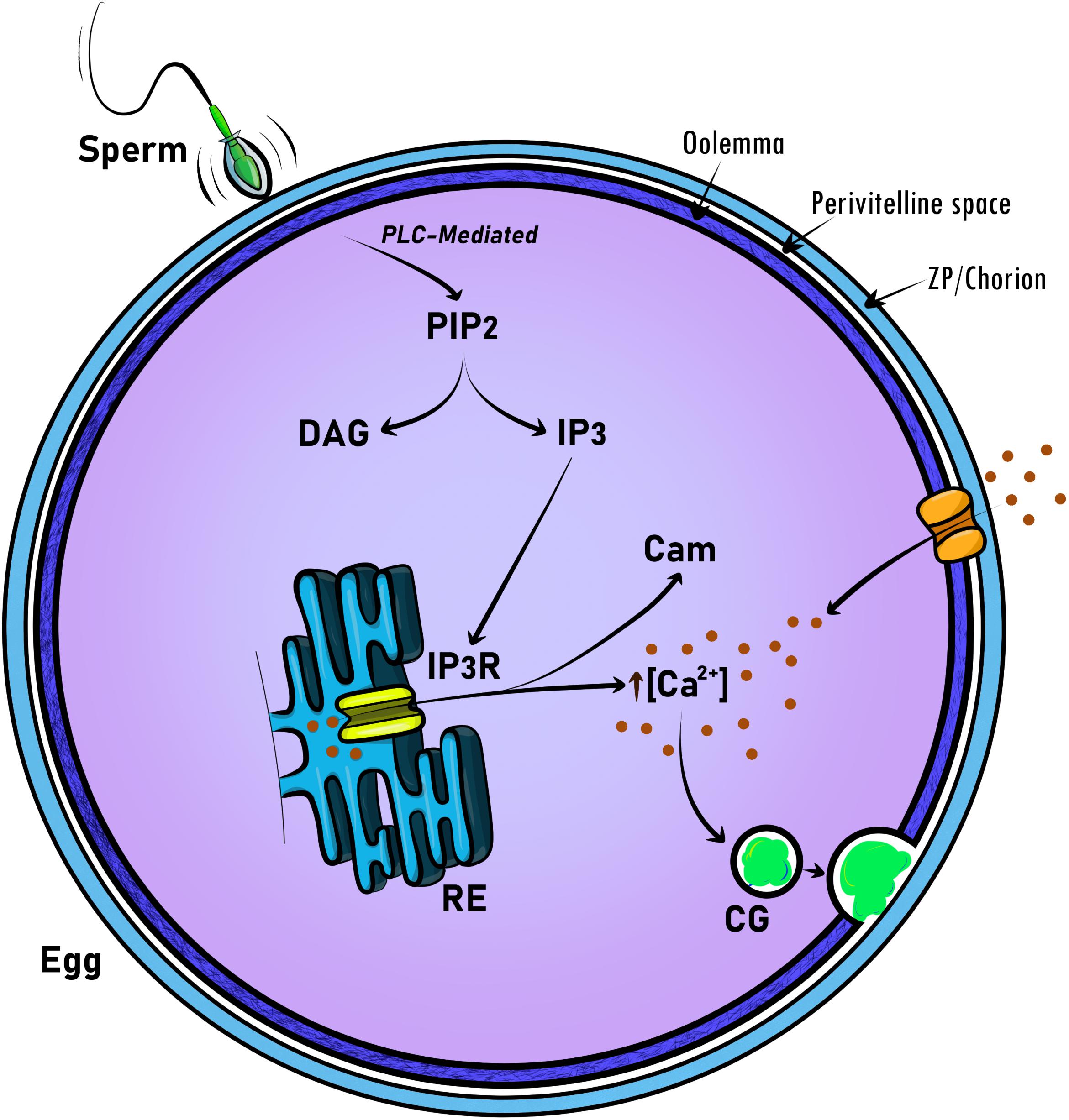 Determining the Role of Maternally-Expressed Genes in Early Development  with Maternal Crispants