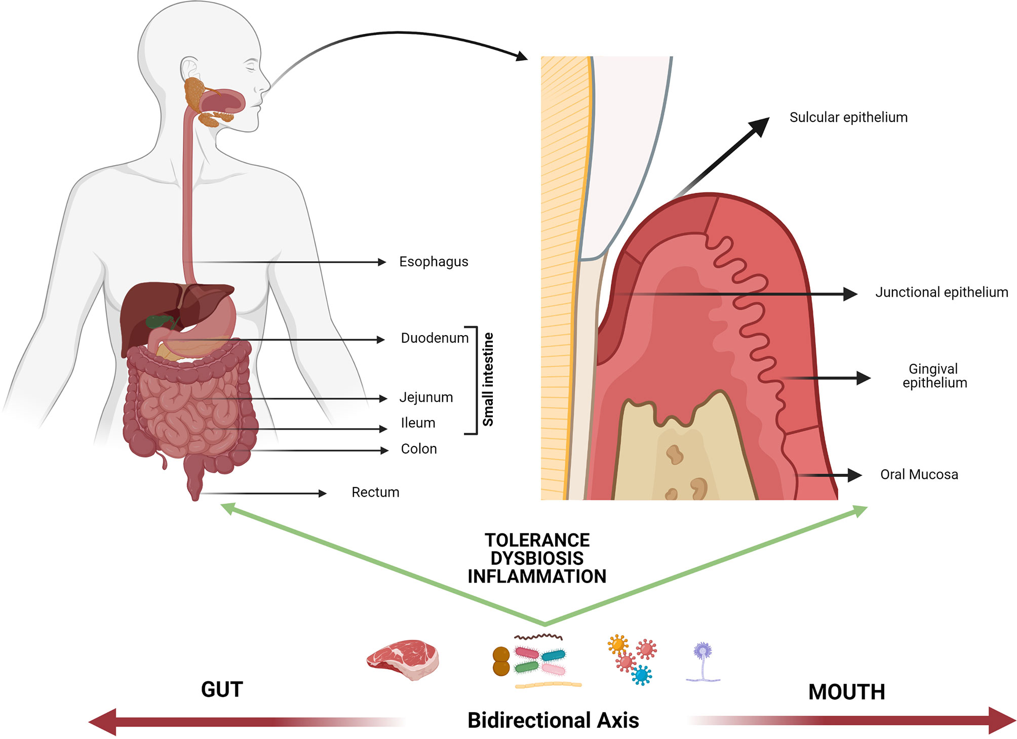 Frontiers | Oral Versus Gastrointestinal Mucosal Immune Niches in  Homeostasis and Allostasis