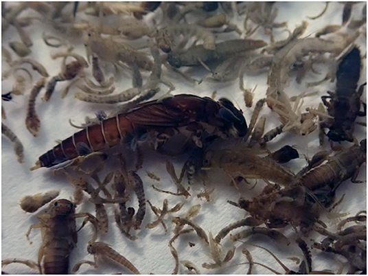 Figure 2 - Macroinvertebrate sample in the laboratory.