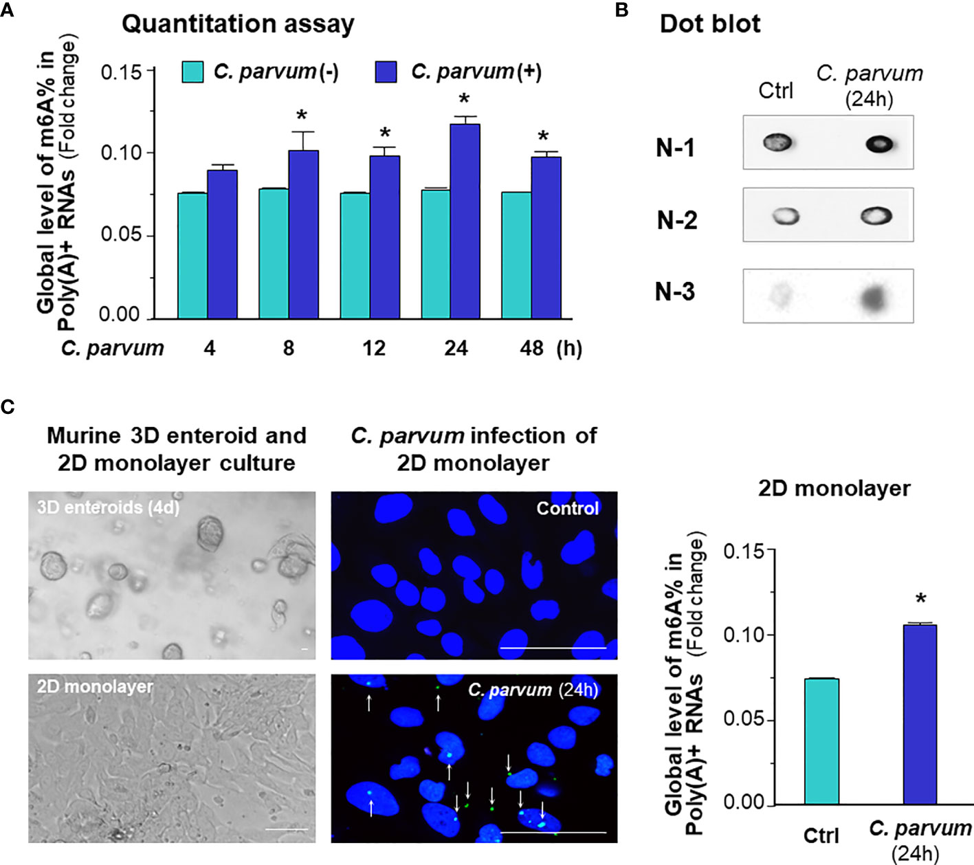 Frontiers | m6A mRNA Methylation Regulates Epithelial Innate 