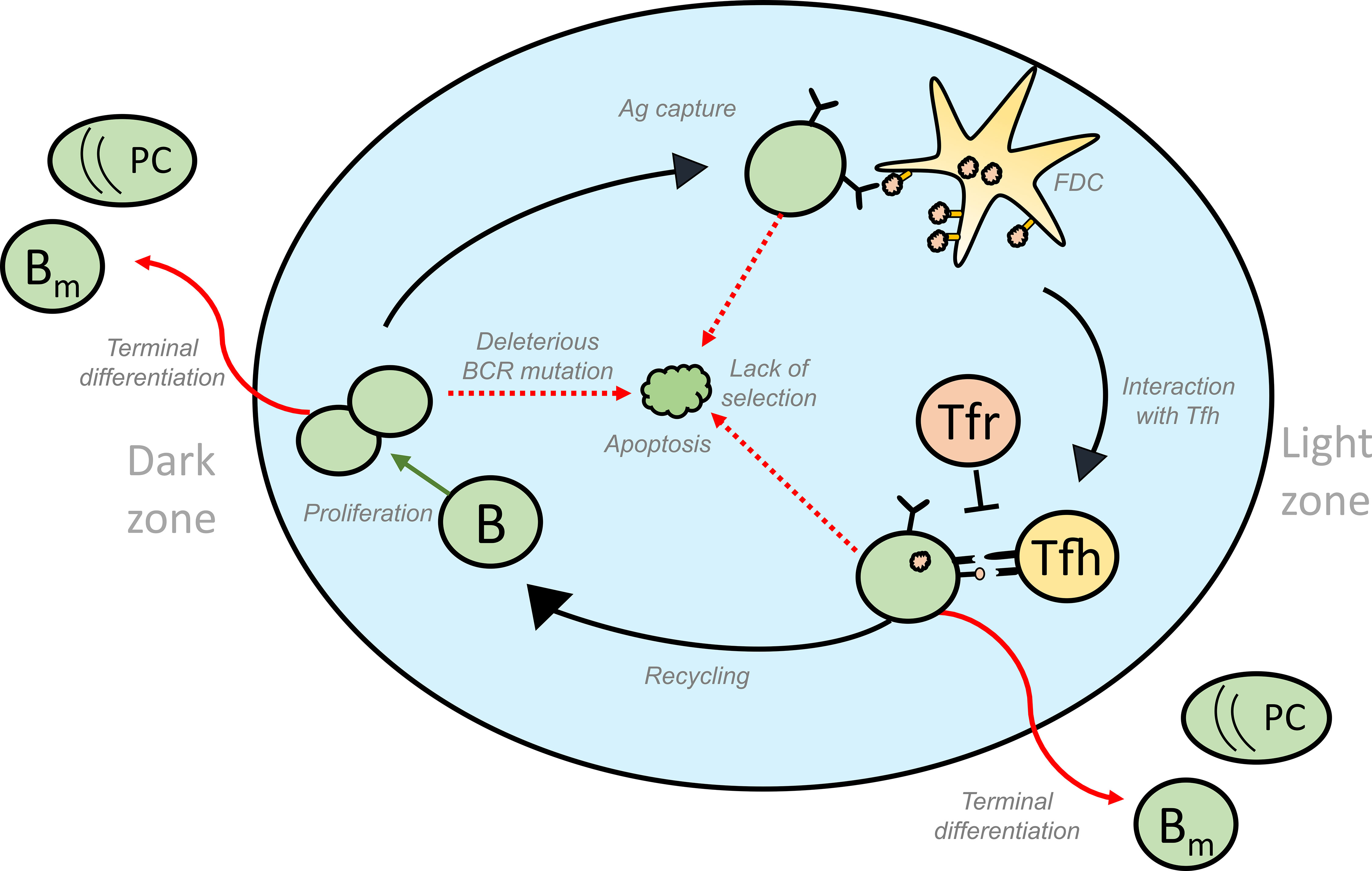 Frontiers Germinal Centre Shutdown | Immunology