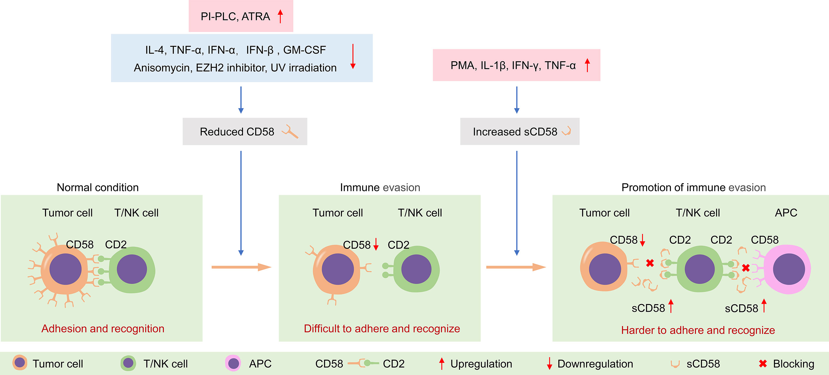 Frontiers | CD58 Immunobiology at a Glance