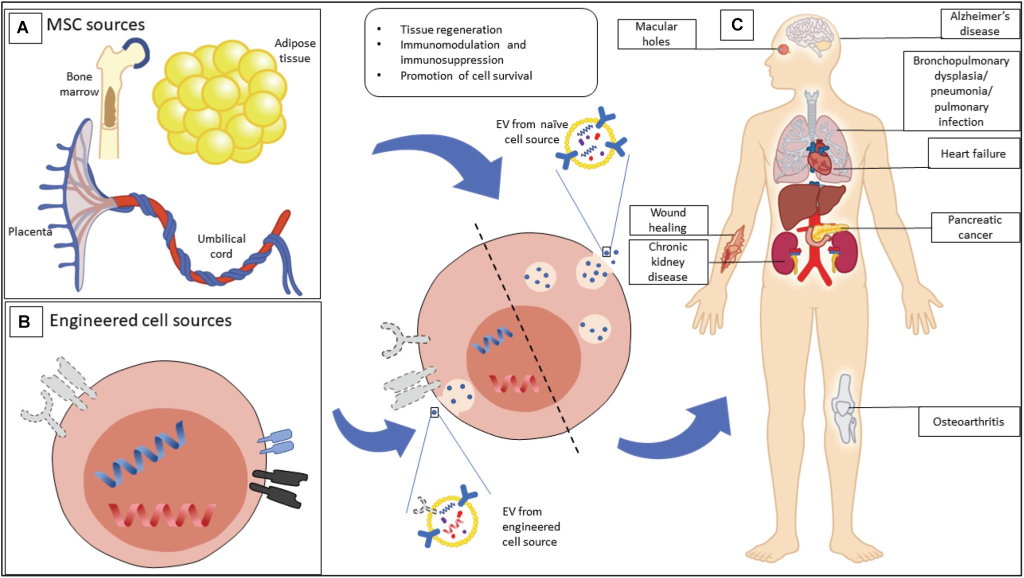 Mesenchymal stromal/stem cell-derived extracellular vesicles in tissue  repair: challenges and opportunities. - Abstract - Europe PMC