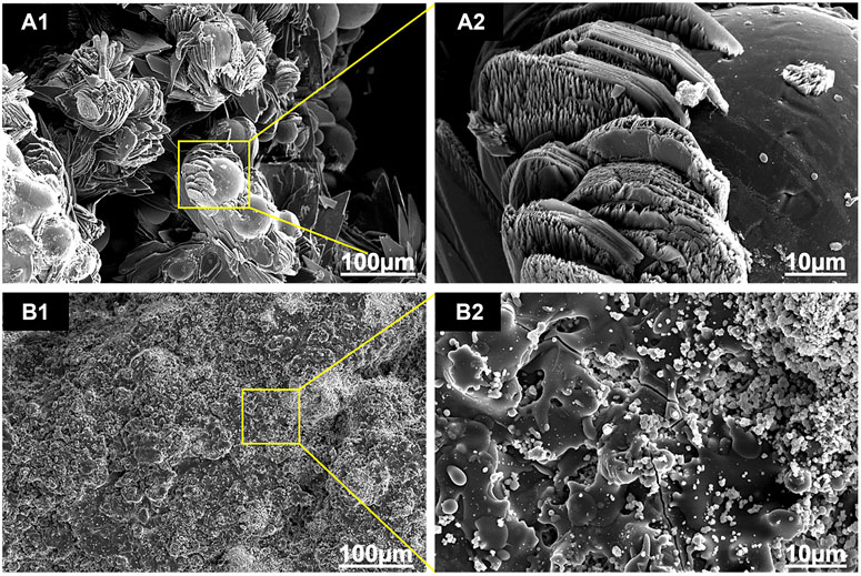 PDF) Bioactivity Enhancement of Plasma-Sprayed Hydroxyapatite Coatings  through Non-Contact Corona Electrical Charging