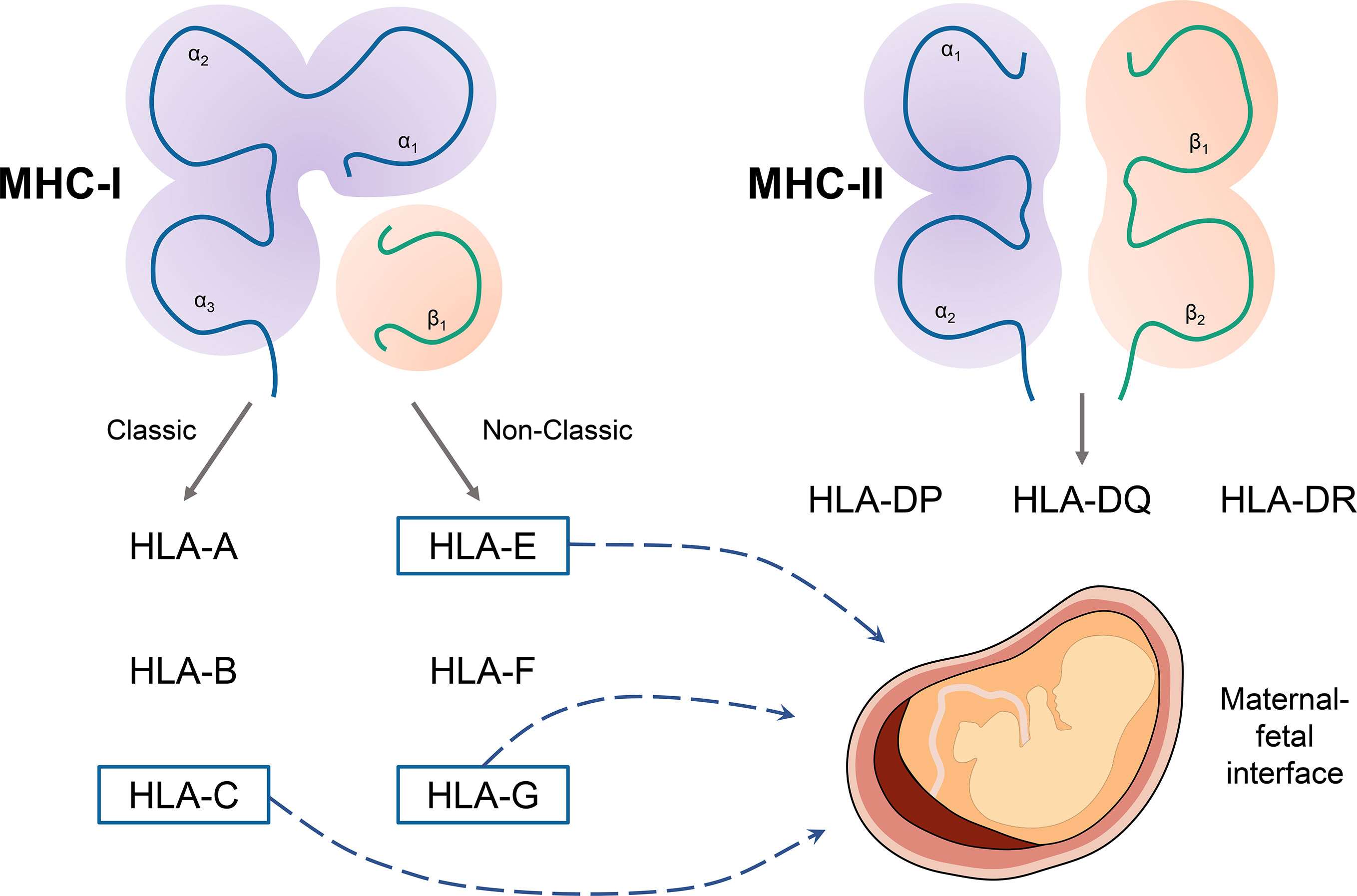 Frontiers | Placental Immune Tolerance and Organ Transplantation