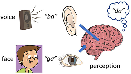 Figure 2 - The McGurk effect.