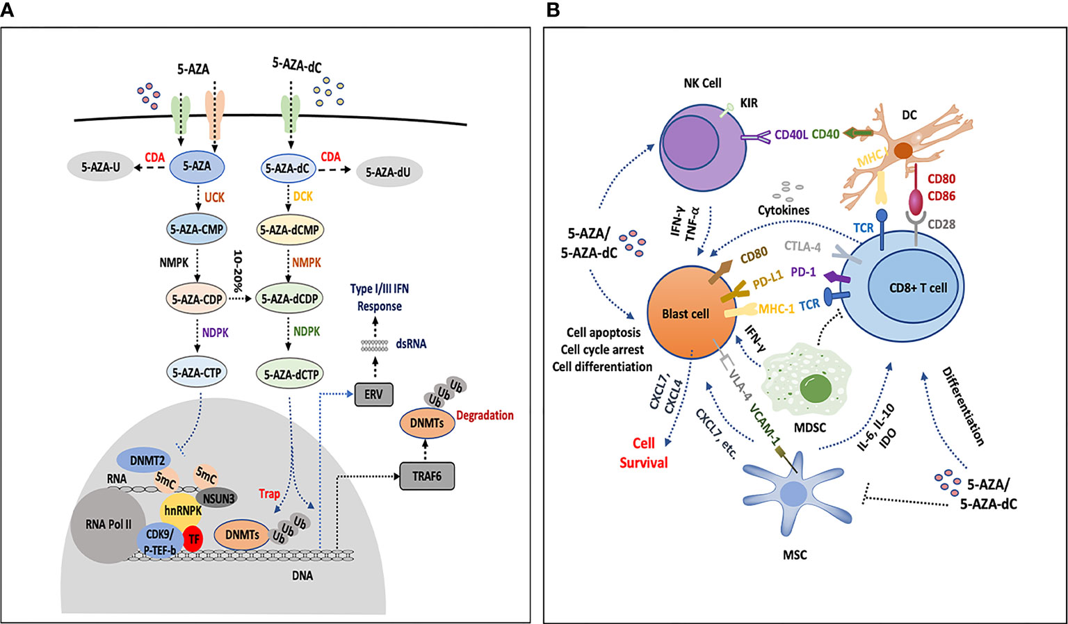 Sodium valproate and 5-aza-2′-deoxycytidine differentially modulate DNA  demethylation in G1 phase-arrested and proliferative HeLa cells