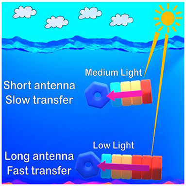 Figure 3 - At greater depths where less sunlight penetrates, cyanobacteria build bigger antennas to efficiently collect light energy.