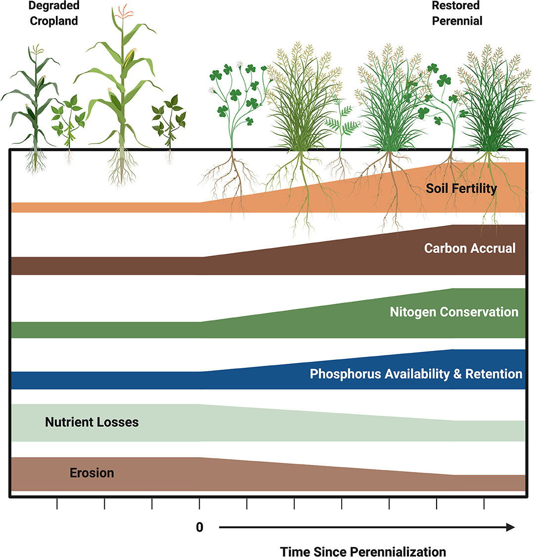 A soil productivity system reveals most Brazilian agricultural lands are  below their maximum potential