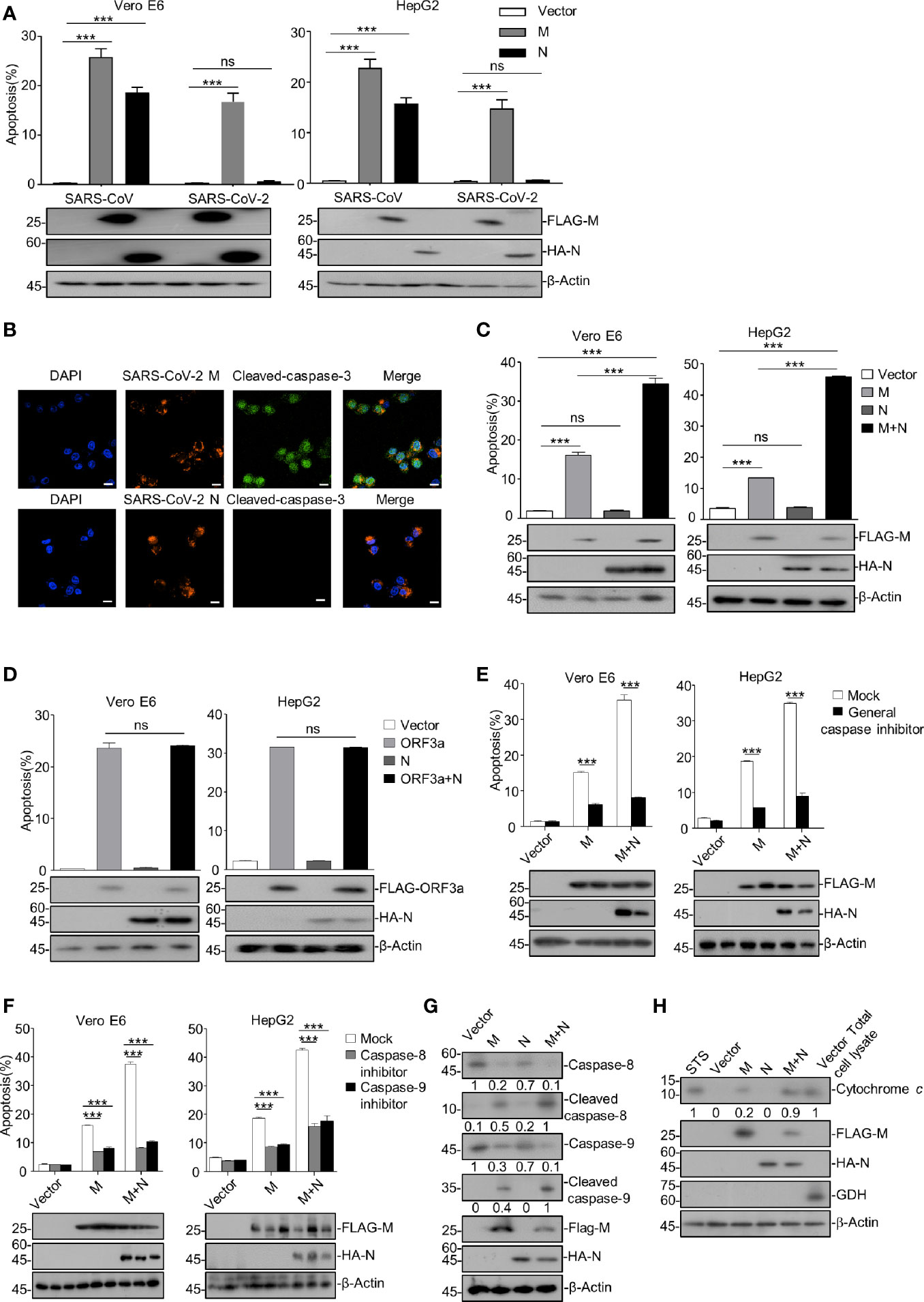 Frontiers  Understanding the Role of SARS-CoV-2 ORF3a in Viral